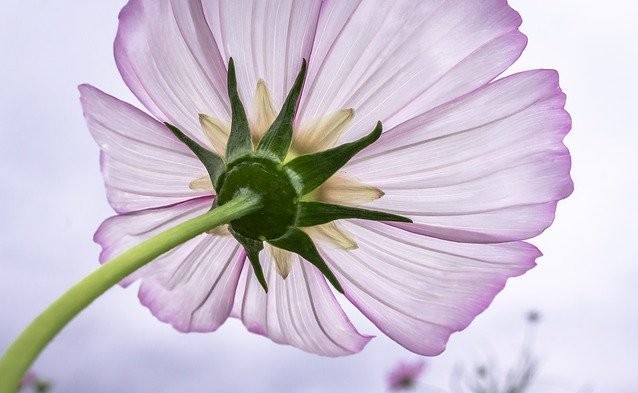 自然の中に咲くコスモス